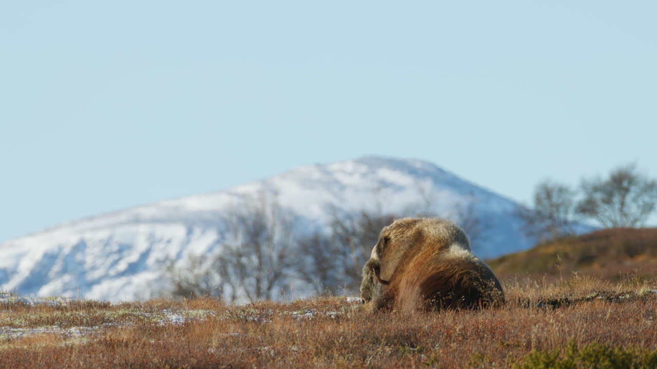 Musk Ox Ovibos moschatus in Warming Arctic Air at Dovrefjell Plateau Norway