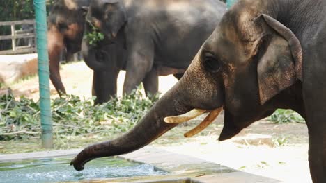 elephant drinking water in zoo at summer time