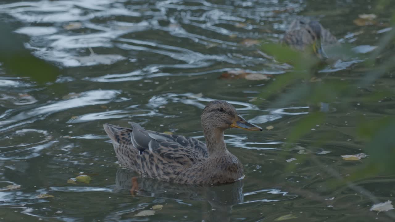 Una serena immagine che cattura due anatre, probabilmente germani reali (Anas platyrhynchos), che nuotano pacificamente nelle acque torbide dello stagno nel Queen Astrid Park (Koningin Astridpark) a Bruges, in Belgio