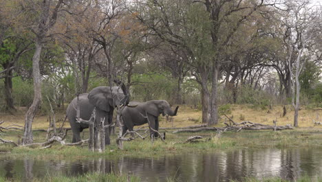 two african bush elephants standing at the waters edge