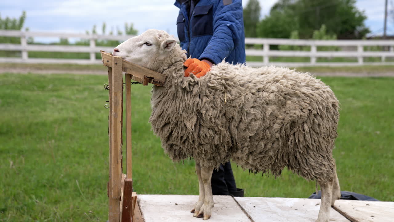 Shearing of sheep wool