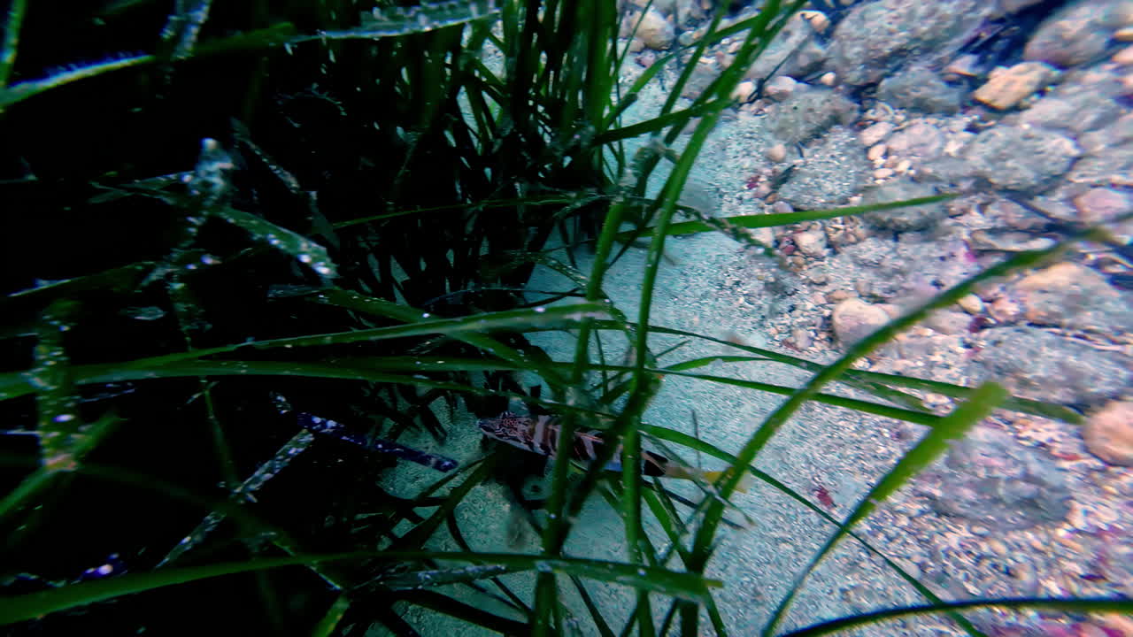 peces exóticos coloridos nadando bajo el agua