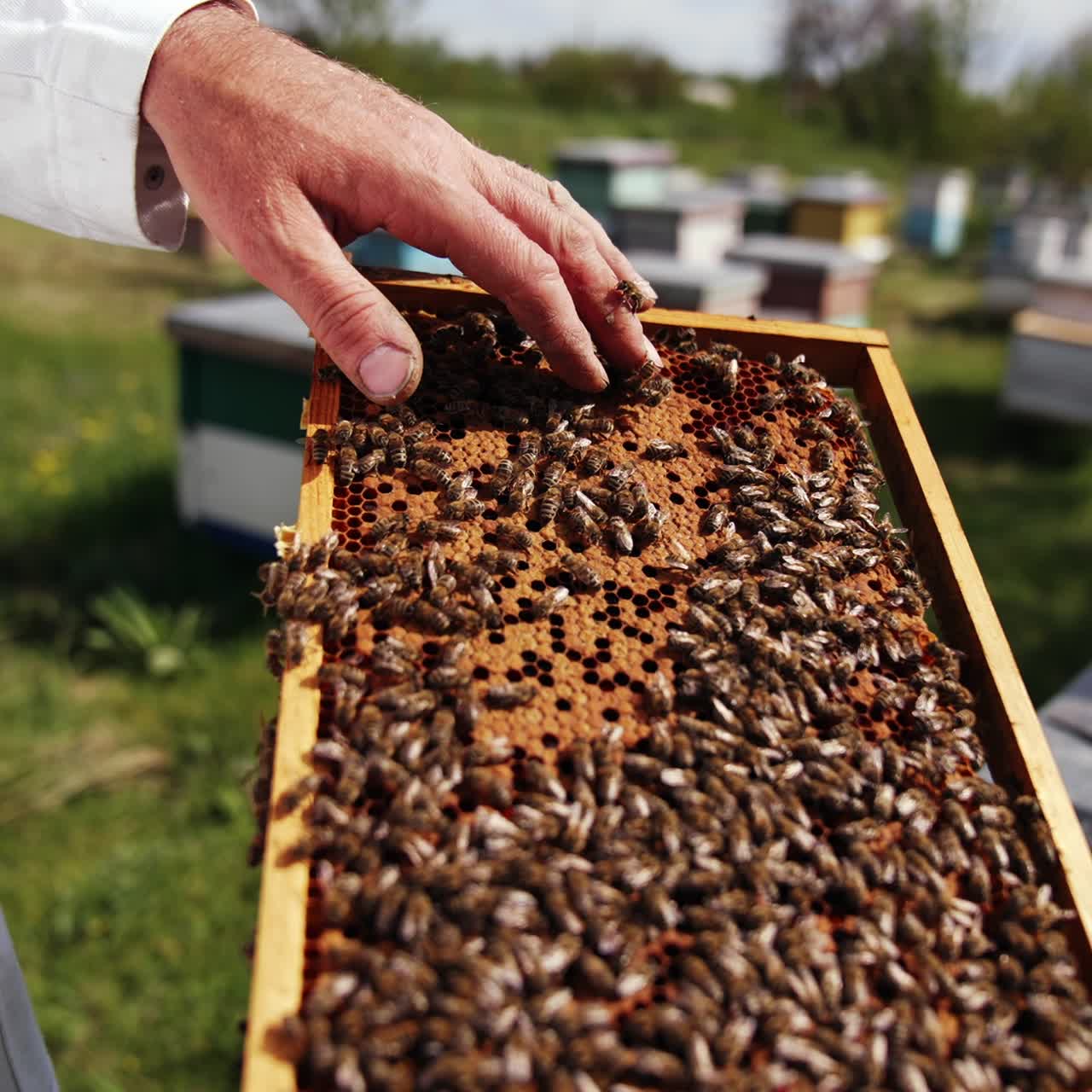Man touches bees with bare hands on a frame. Beekeeper inspecting bees on a honeycomb. Honey frame full of bees crawling on. Apiculture