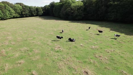 Luftdrohnenaufnahme-Von-Kühen,-Die-Auf-Der-Weide-In-Einer-Landschaft-In-Dänemark-Grasen