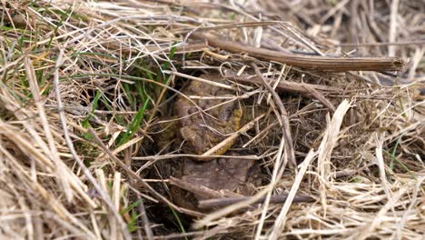 Static-shot-of-2-frogs-hiding-in-a-hole-in-a-grass-field