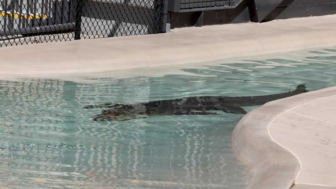 En stor saltvandskrokodille svømmer langsomt gennem klart vand i et betonindhegning i en zoologisk have