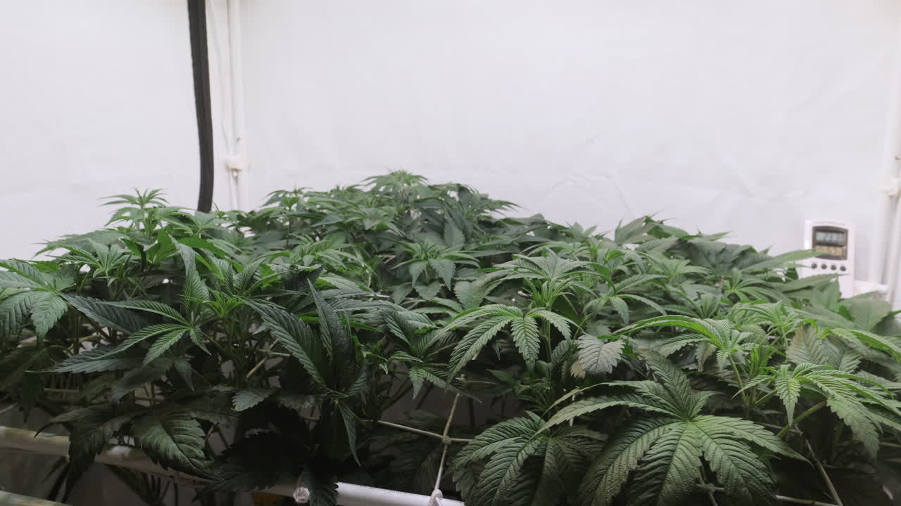 un disparo de una planta de cannabis que crece en una tienda de cultivo