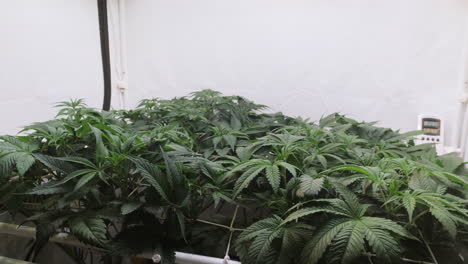 Shot-of-a-cannabis-plants-growing-in-a-grow-tent