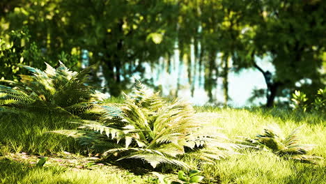 forest meadow with ferns