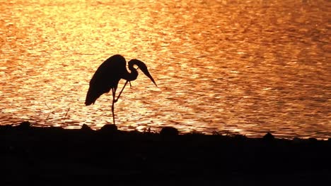 Dawn-with-a-backlit-heron-great-blue-heron,-Ardea-alba,-birds-over-golden-water-preening-and-walking