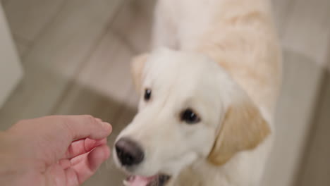 golden retriever eating a treat