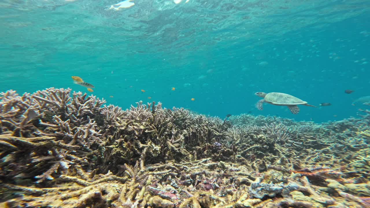 una tortuga marina nada en la distancia entre los vivos arrecifes de coral