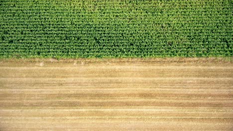 volando hacia atrás sobre un campo de soja con plantas verdes y amarillas