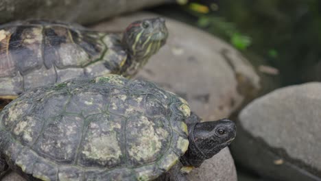 un par de tortugas deslizantes de orejas rojas levantan la cabeza con curiosidad en las rocas