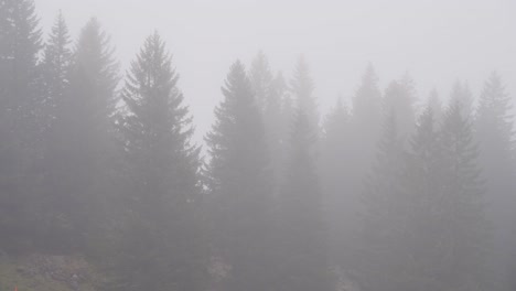Fir tree forest in heavy fog in swiss mountains