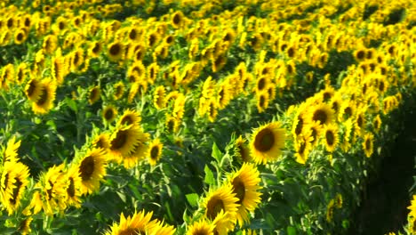 sunflowers in field