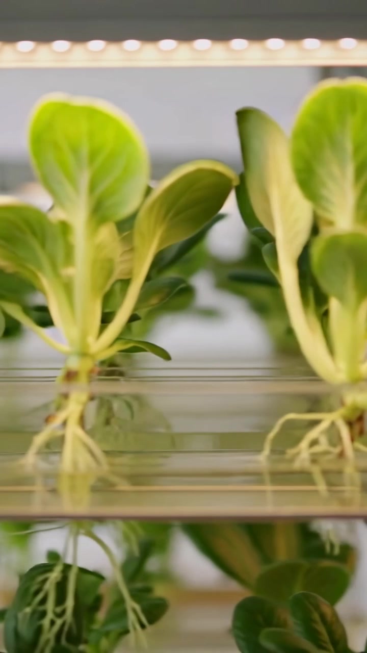 Vertical video: Shifting camera revealing seedling in clear tray on rack, showing roots under LED