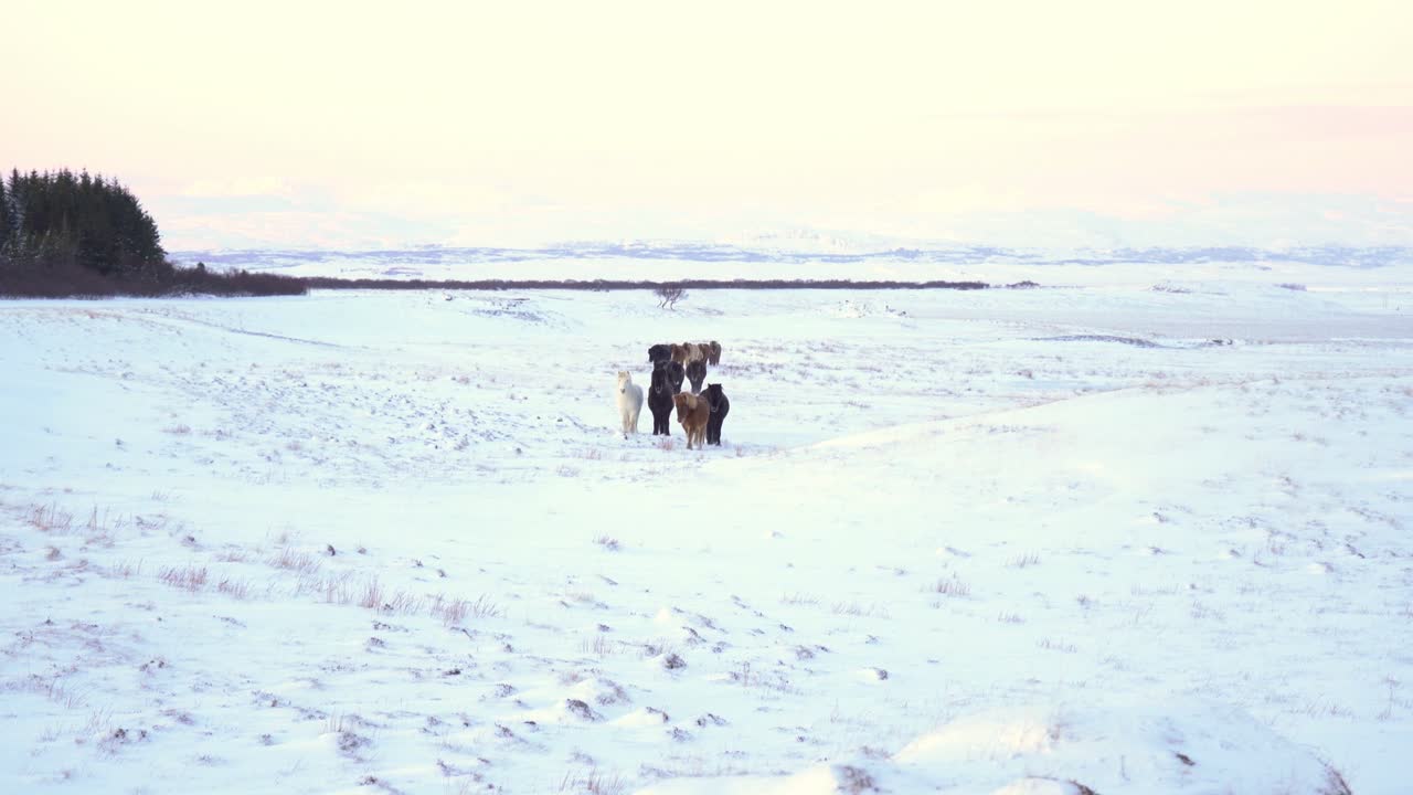 Tomada estável mostrando uma manada de cavalos islandeses caminhando calmamente em direção à câmera. Campo coberto de neve em um dia frio de inverno.