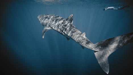 pan a través de tiburón ballena nadando con rayos de luz bailando brillando a través de la piel