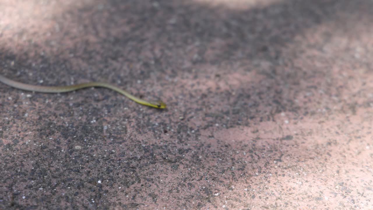 Uma Cobra Marrom Fina Rasteja sobre Asfalto Iluminado pelo Sol em uma Tomada Externa de Ângulo Alto