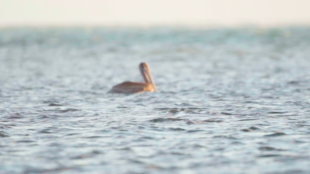 슬로우 모션으로 바닷물 옆을 날아다니는 두 마리의 갈색 펠리컨
