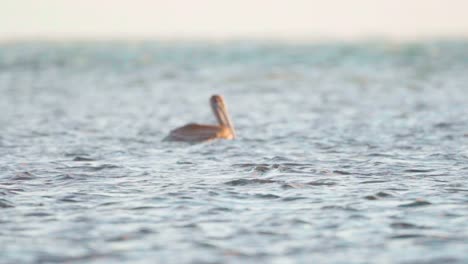 Zwei-Braune-Pelikane,-Die-In-Zeitlupe-Am-Meerwasser-Vorbeifliegen