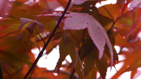 Gorgeous, vibrant, red Japanese Maple leaves gently blowing in the breeze