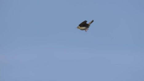 tracking shot of small woodlark bird sitting on top of bush leaves, background sky, day