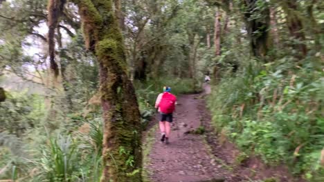 a tourist with a backpack, a bandana and trekking poles walks along a path in the rainfores