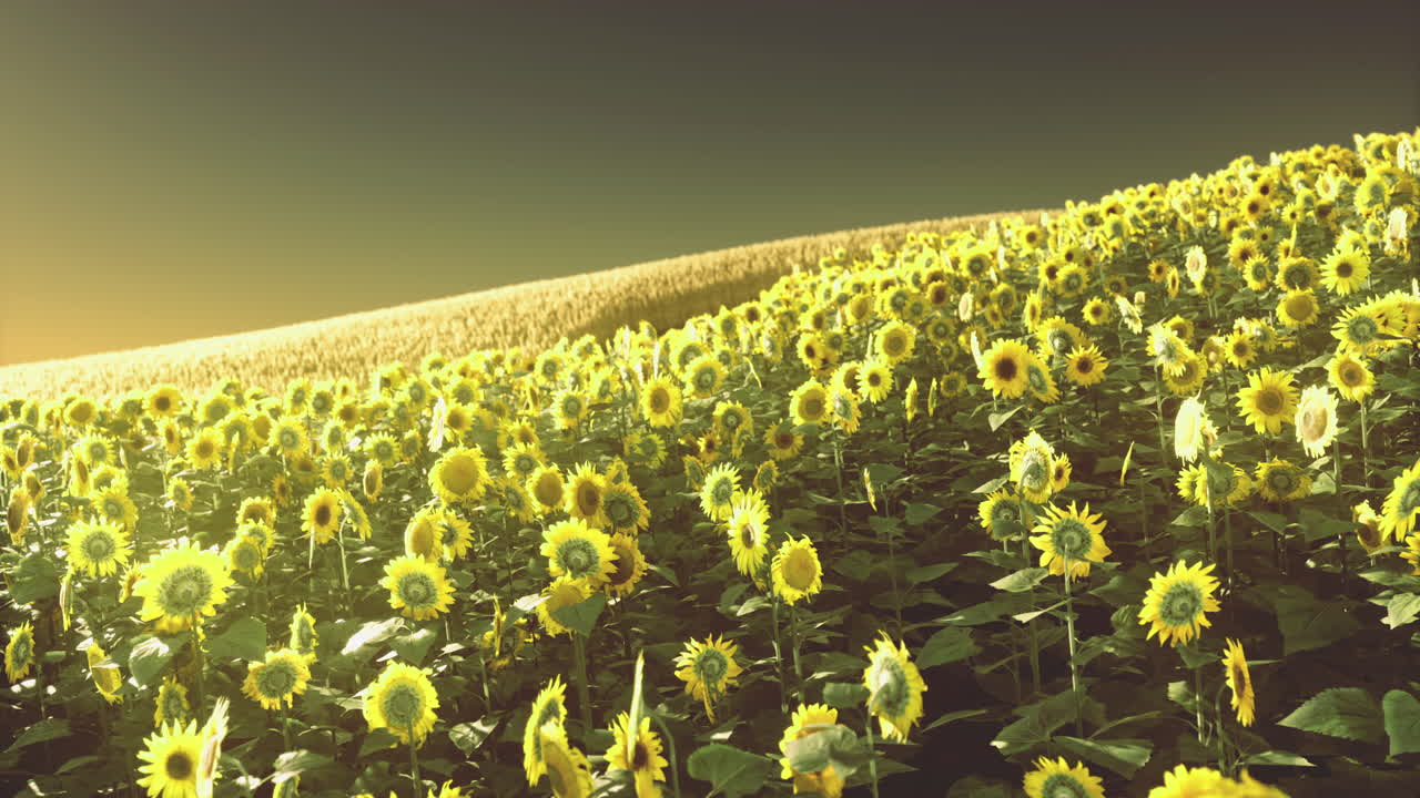 Vibrant fields of sunflowers under a golden sunset in serene countryside