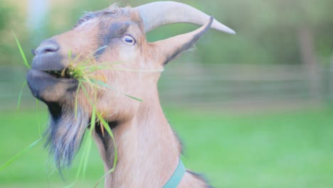 4k-Zeitlupe,-Nahaufnahme-Einer-Ziege,-Die-Auf-Einem-Zaun-Steht-Und-Gras-Mit-Verschwommenem-Grünem-Hintergrund-Und-Weichem-Blitz-Frisst