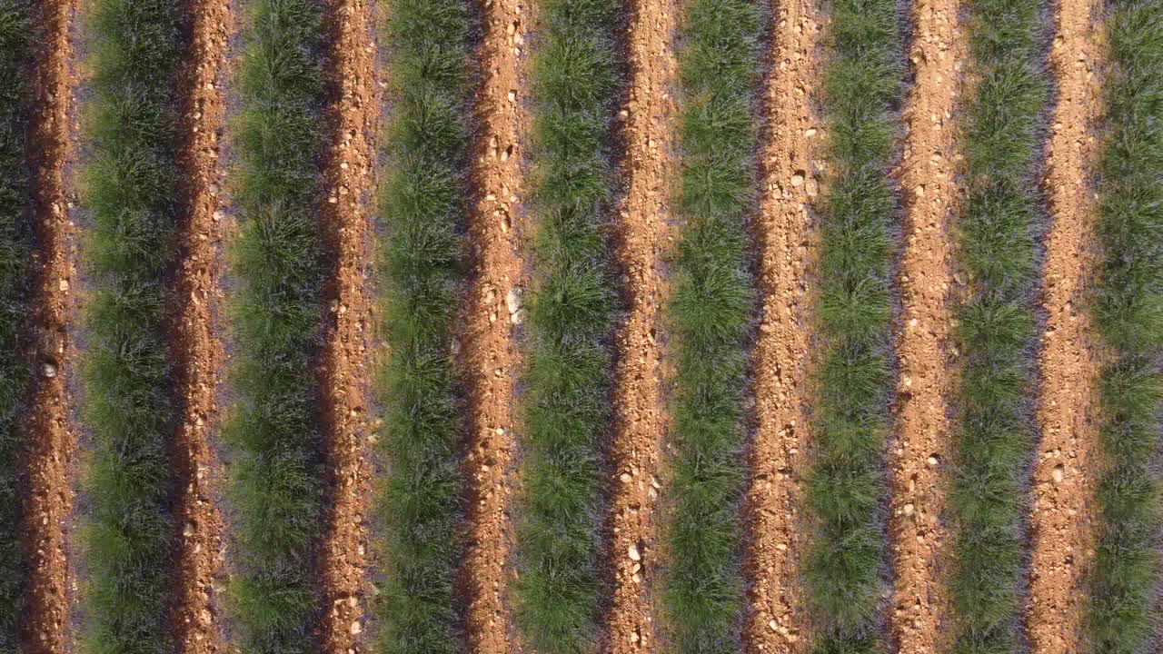 cultivo de agricultura de campo de lavanda en la meseta de valensole