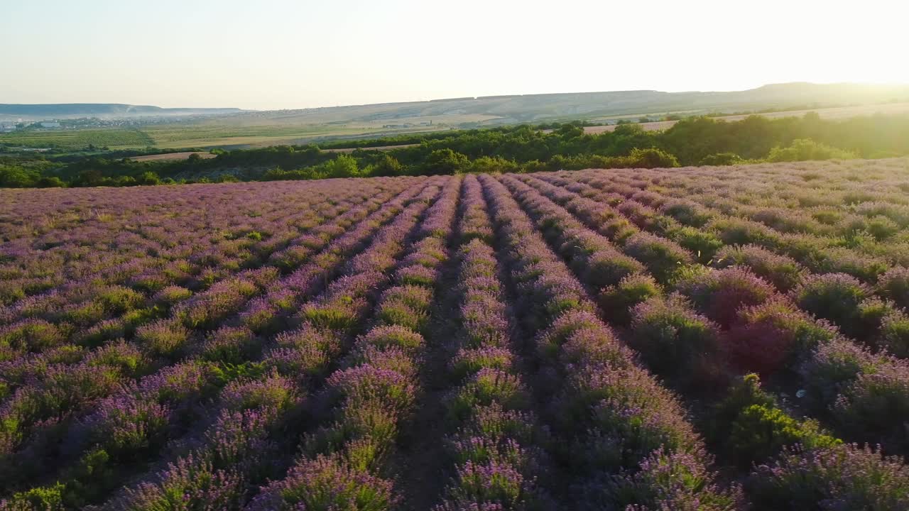 campo de lavanda al amanecer o al atardecer