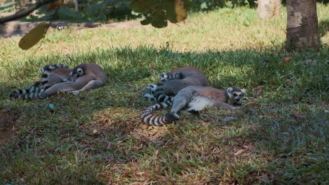 lémures de cola anillada descansando en la hierba