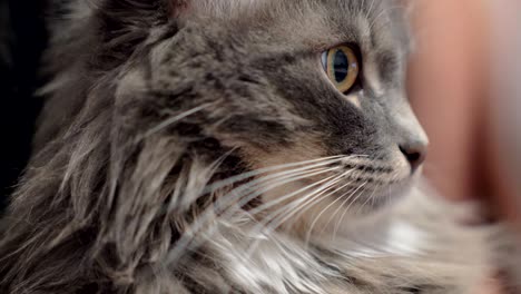 fluffy cat relaxing with stroking