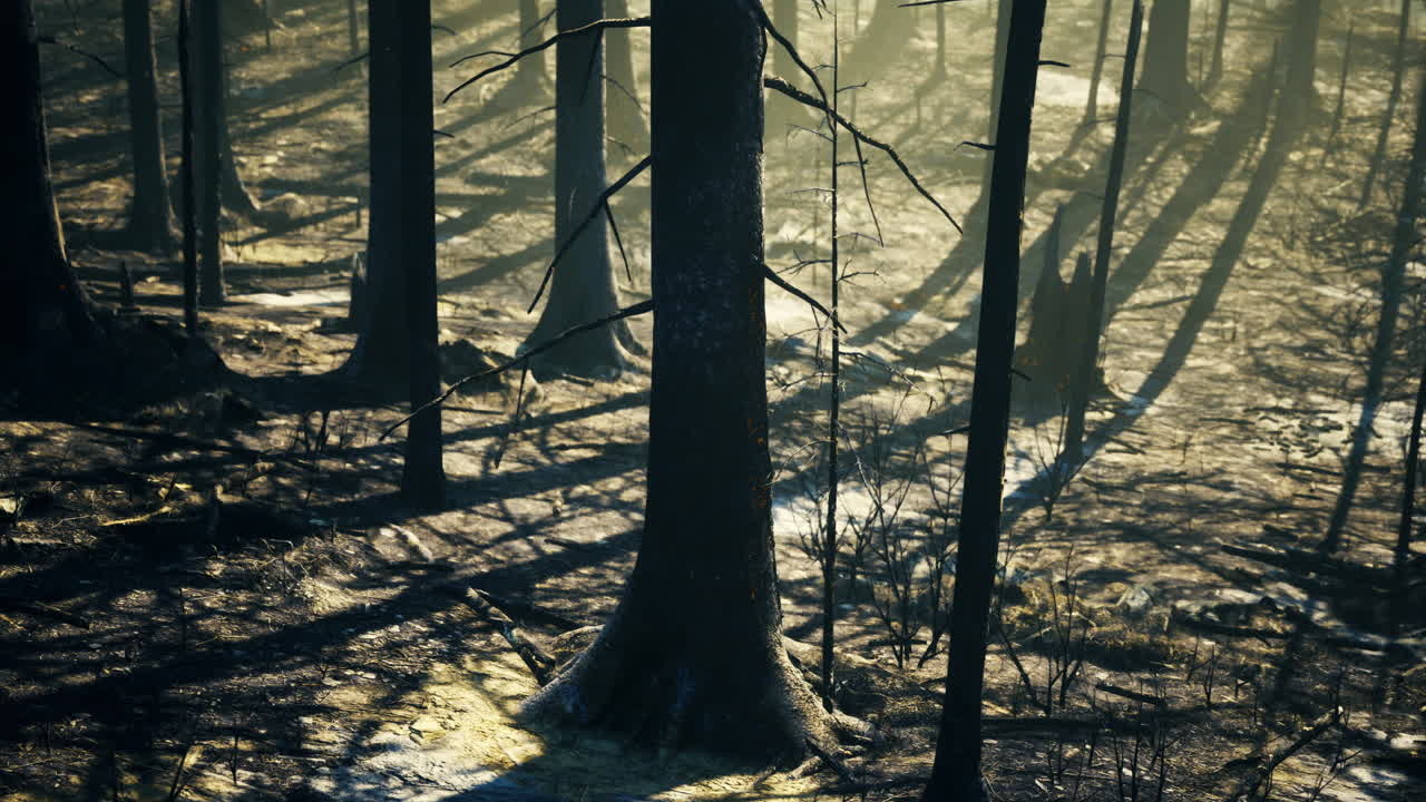 Las sombras y la luz crean profundidad en un bosque quemado al final de la tarde