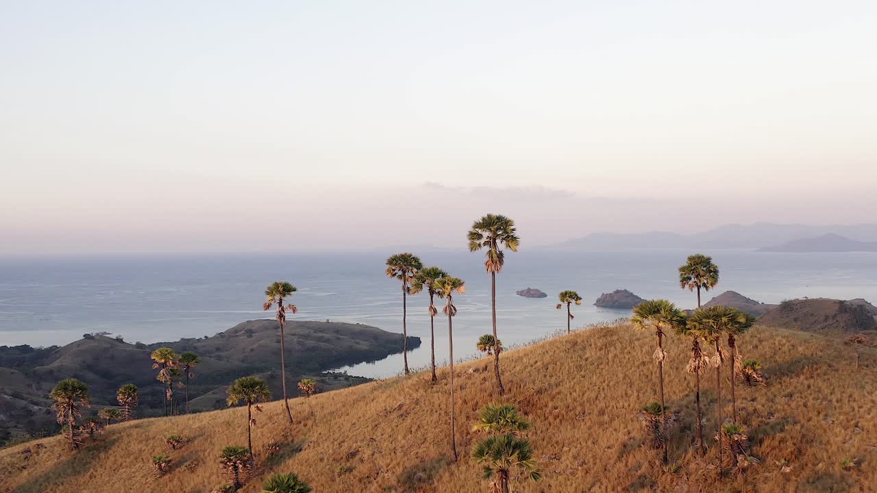 Aerial pullback to full view of Palm Trees lined on Rinca Island mountain crest with Beautiful Sunset over small islands in the horizon, Golden hour in Indonesia.