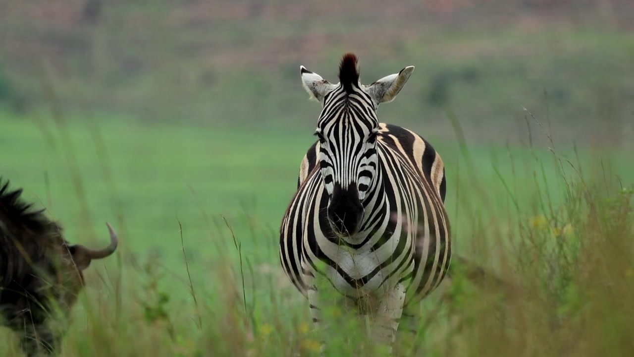 Zebra di fronte a riposo che scuote la coda nella savana, zoom lento