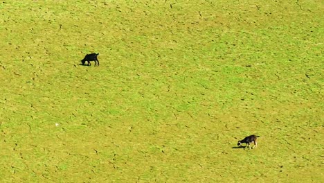 black bengal goats grazing in a drought-affected farmland in bangladesh - static shot