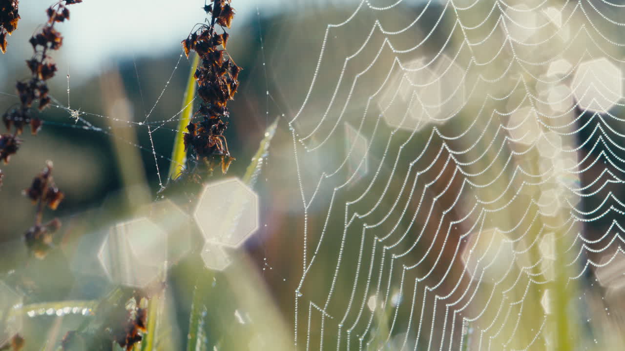brillante red de araña de jardín de bandas cubierta de rocío matutino en un campo de hierba durante el amanecer con borrones abstractos y bokeh