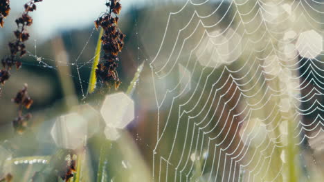 Shimmering-banded-garden-spider-web-covered-in-morning-dew-in-a-grassy-field-during-sunrise-with-abstract-blurs-and-bokeh