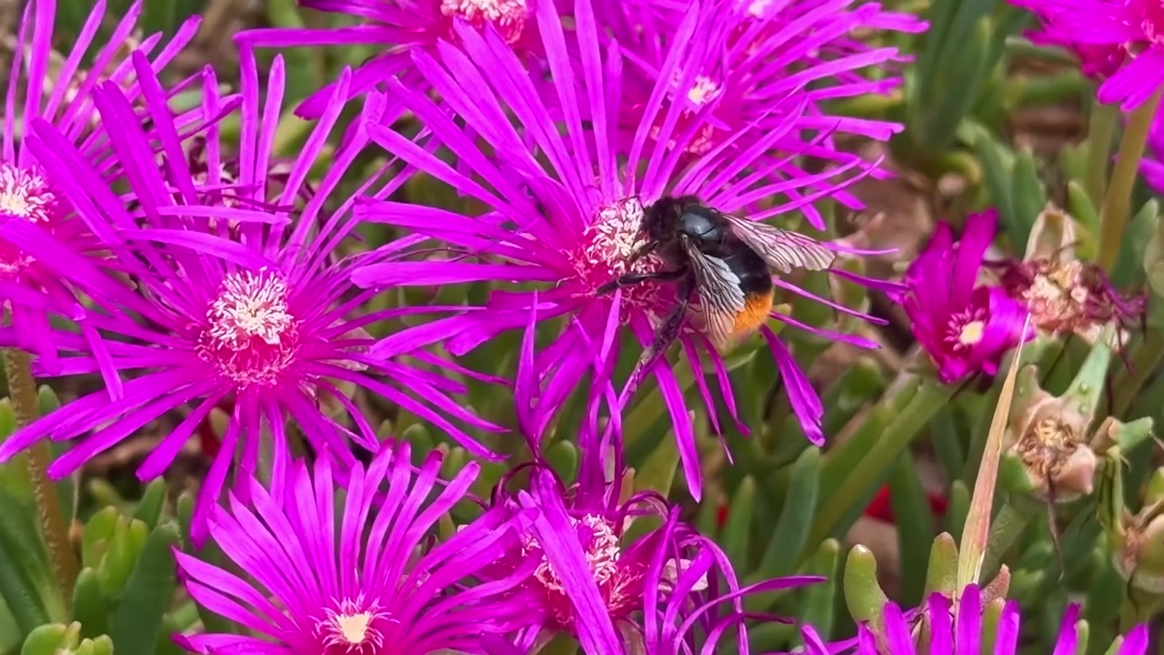 A bumblebee flies between bright magenta ice plant blooms while foraging.
