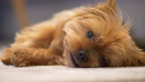 a sweet red-haired puppy is lying on its side, looking straight ahead and wagging its tail