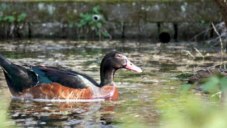 a beautiful close up shot of a male mallard duck