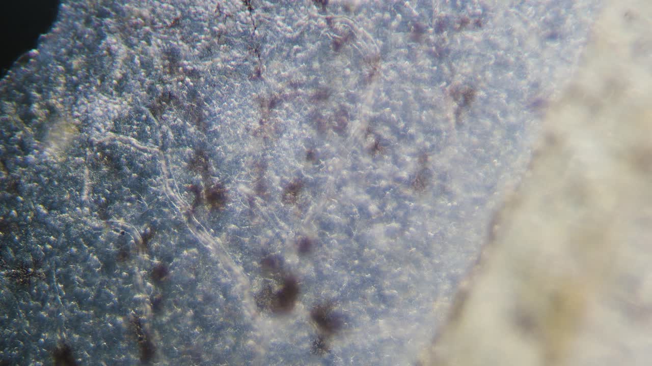 sangre movimiento de eritrocitos en vasos sanguíneos capilares microscopía