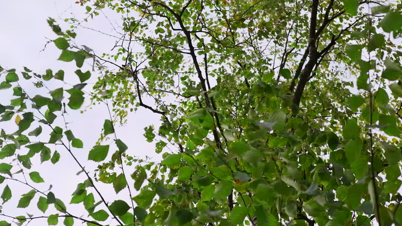 나뭇 가지와 나뭇잎