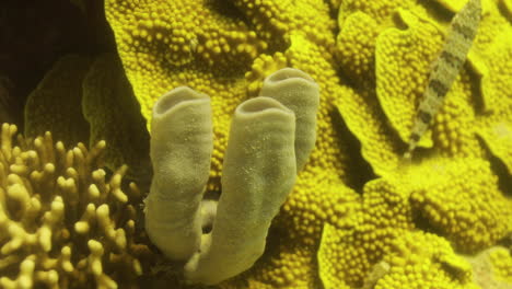 corals in the reef of the red sea