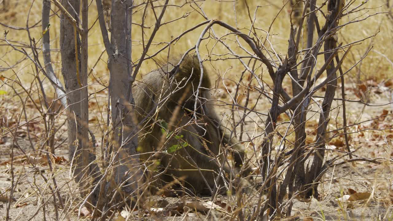 babuino usando sus manos para cavar, buscando comida en el monte