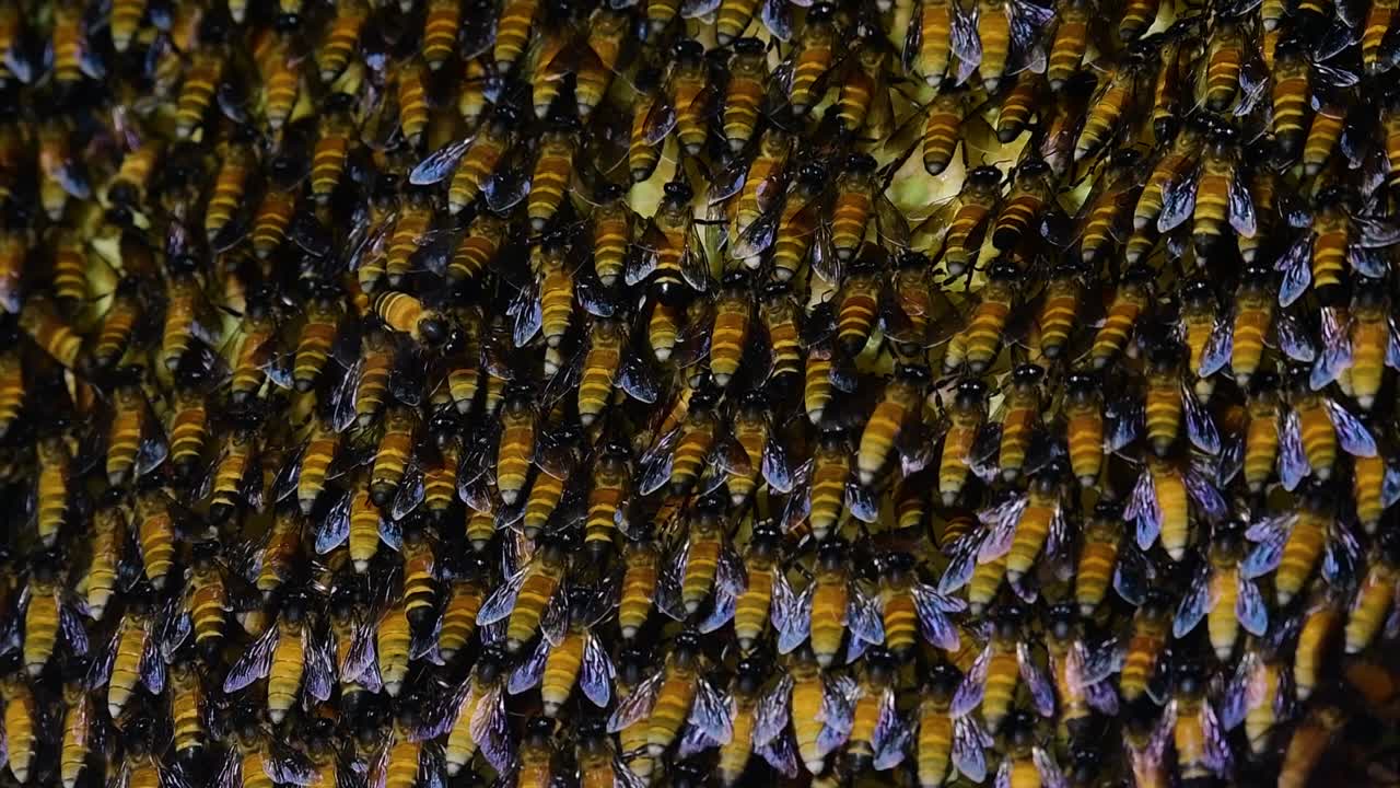 se sabe que las abejas melíferas gigantes construyen grandes colonias de nidos con bolsillos simétricos hechos de cera para almacenar miel como fuente de alimento.