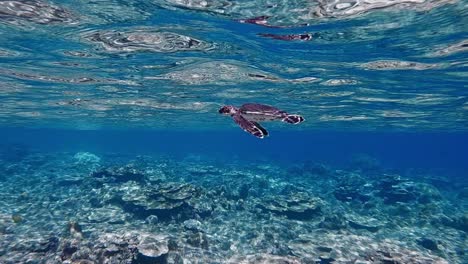 una tortuga marina negra bebé solitaria nadando bajo el agua azul cristalina del océano durante el día